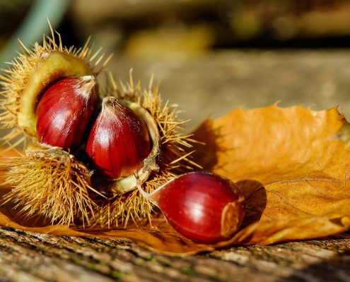 castagne